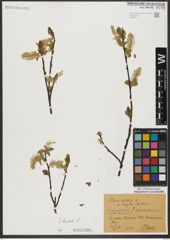 Foto von Salix hastata L.